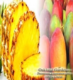 PINEAPPLE MANGO Fragrance Oil - 100% Premium Grade Uncut Oil - Sweet Pineapple blended with Tropical Mango, mixed with a hint of Lotus and Warm Vanilla - BULK Fragrance Oil By Oakland Gardens (030 mL - 1.0 fl oz. Bottle)