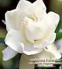 BULK Fragrance Oil - GARDENIA Fragrance Oil - Very strong white floral. Distinctive and lush - By Oakland Gardens (030 mL - 1.0 fl oz Bottle)